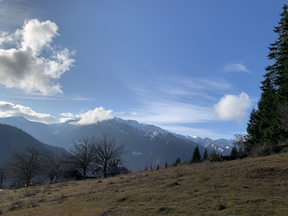 trees on grass field during day