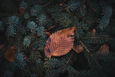 brown leaf november google meet background