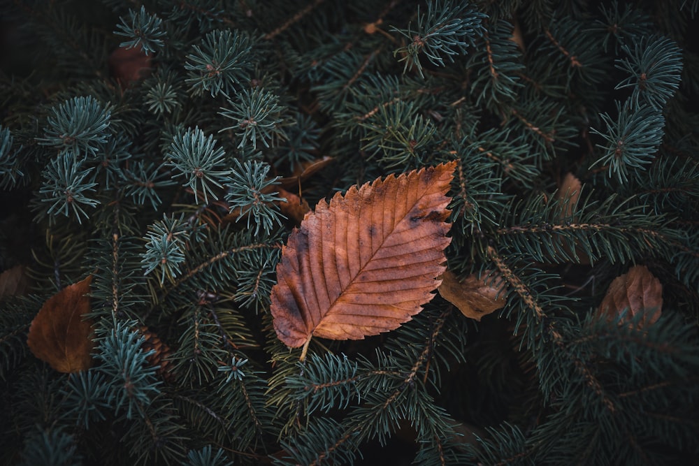 brown leaf