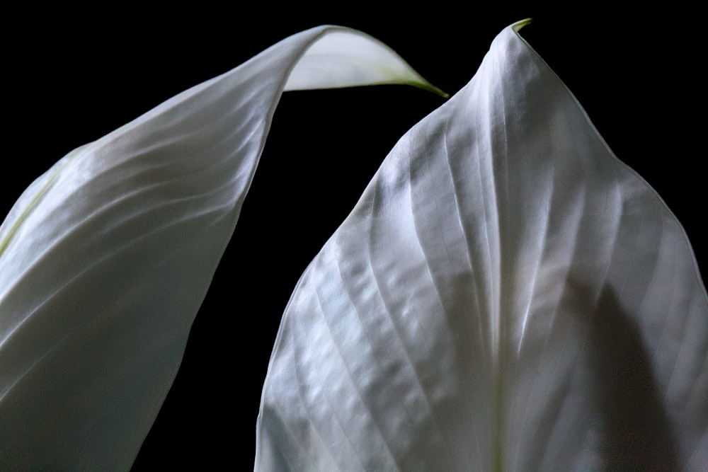 grayscale photography of lilies