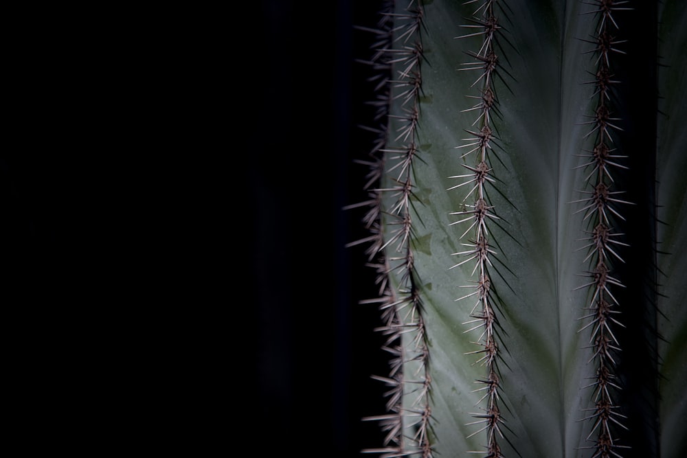 Selektive Fokusfotografie von grünen Kakteen