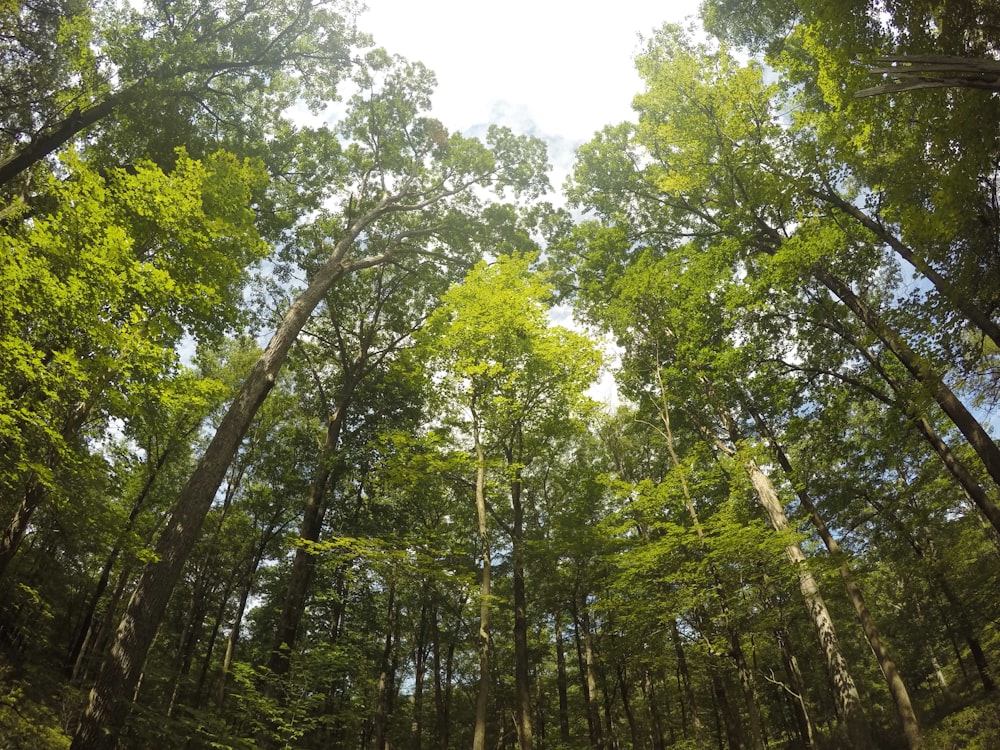 green leafed trees