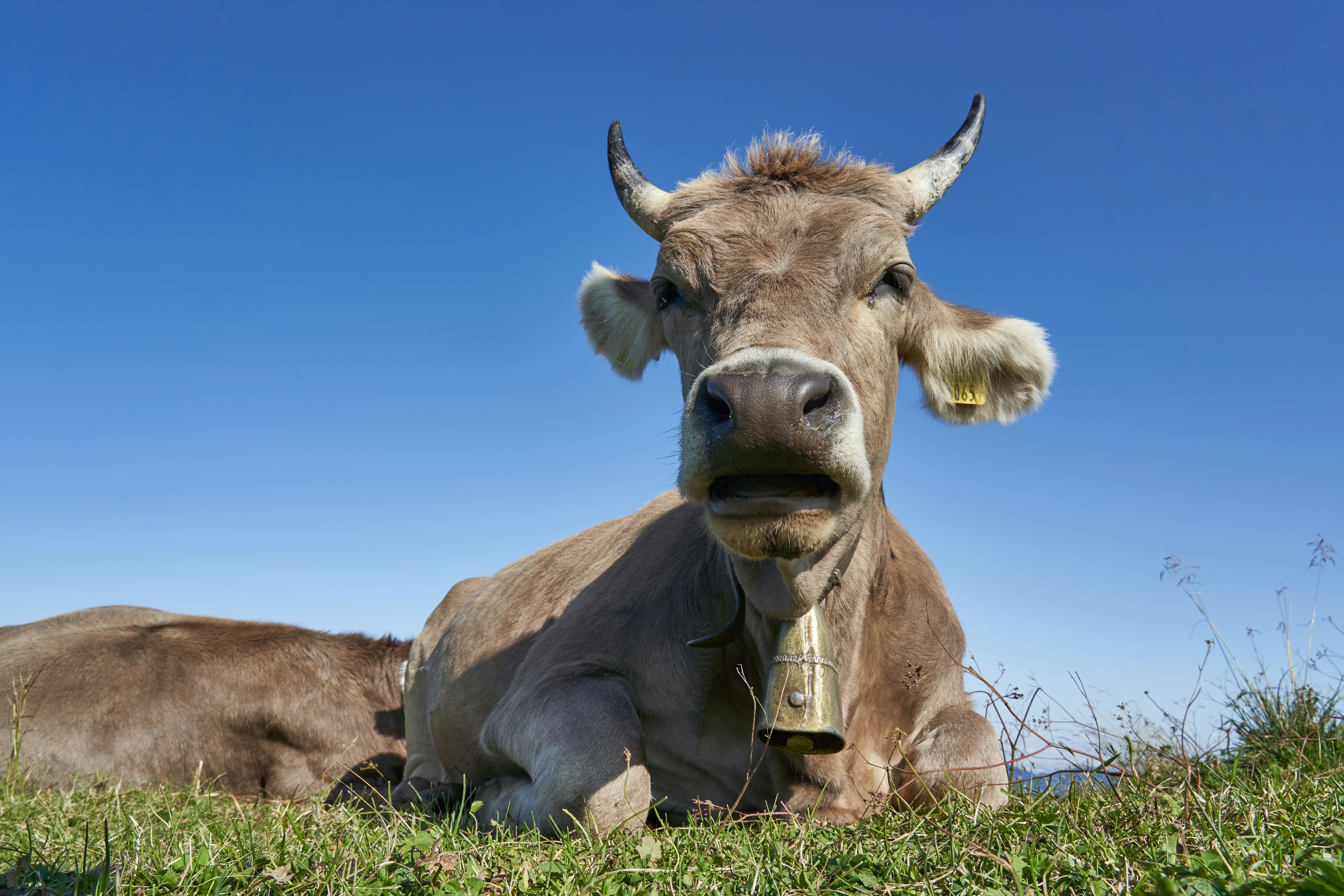 Photo by wolfgang_hasselmann