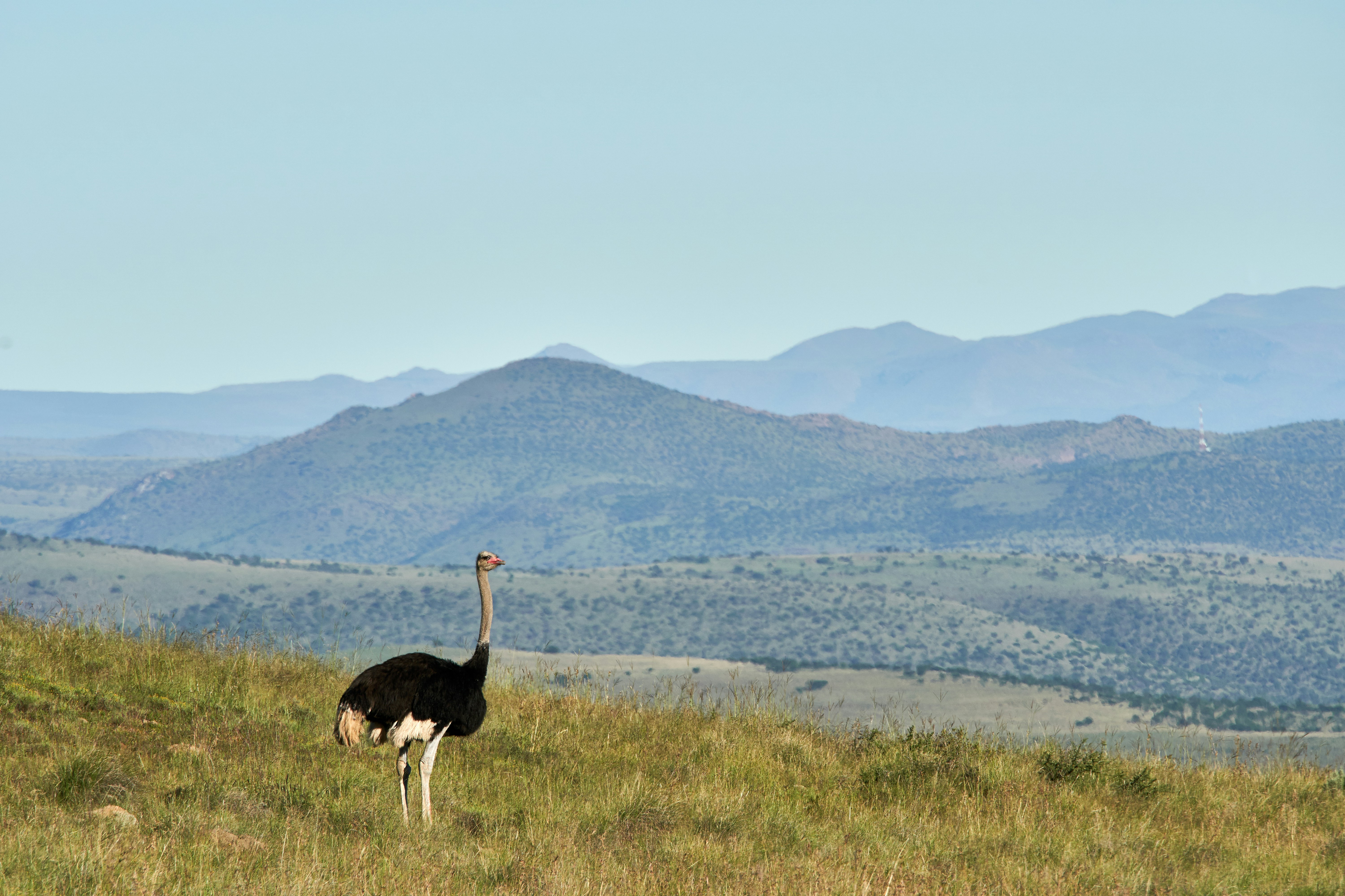 Photo by wolfgang_hasselmann