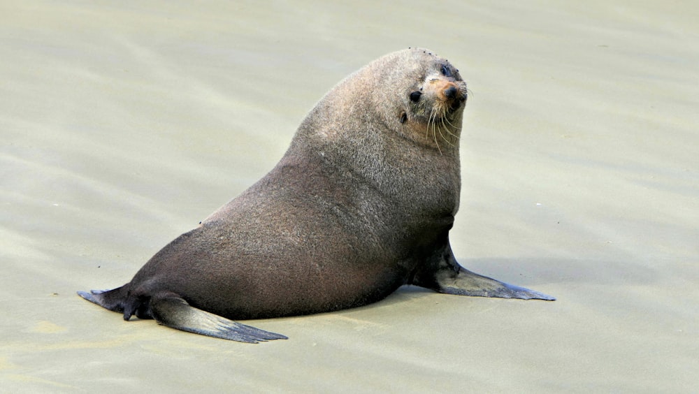 gray sea lion on shore
