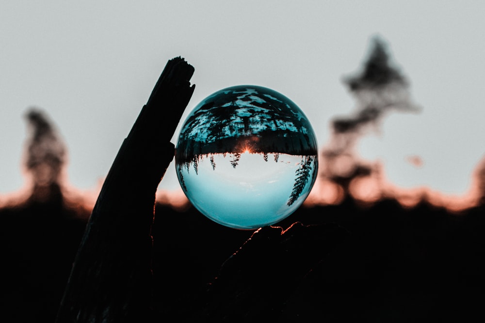 clear ball on wood trunk