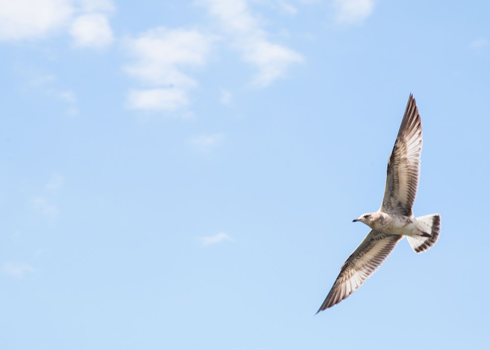 flying gray and white bird during daytime