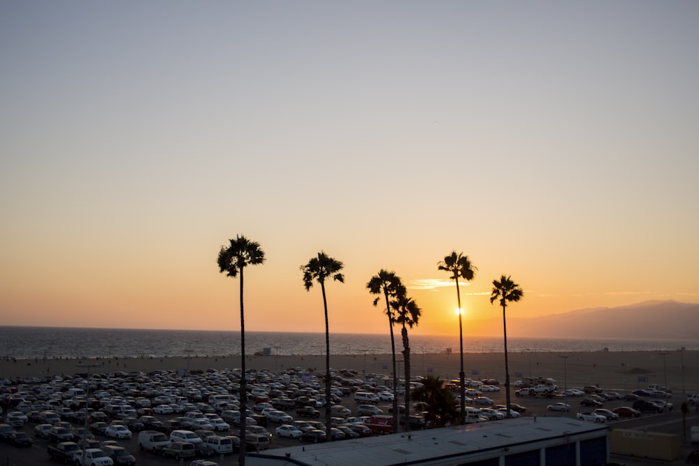 a parking lot filled with lots of palm trees