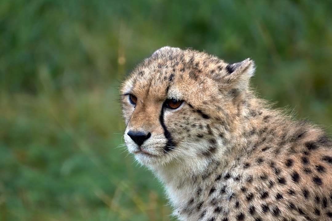 macro photography of cheetah