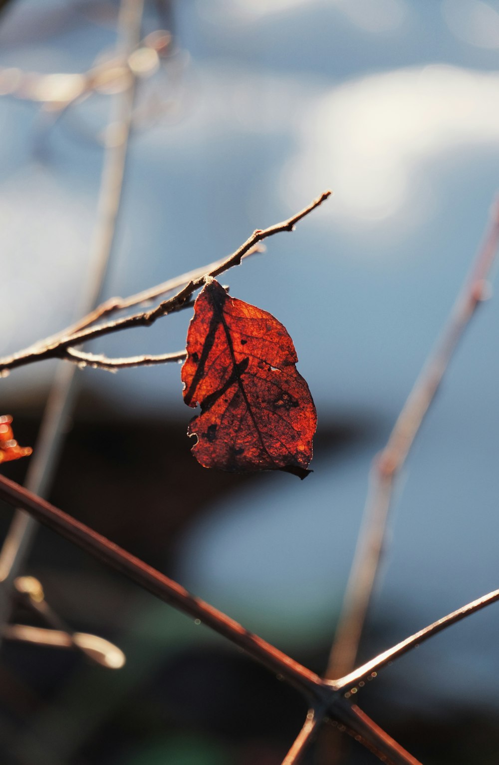 selective focus photography of brown leafed tree