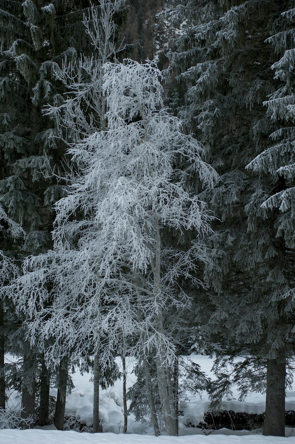 champ et arbres verts couverts de neige