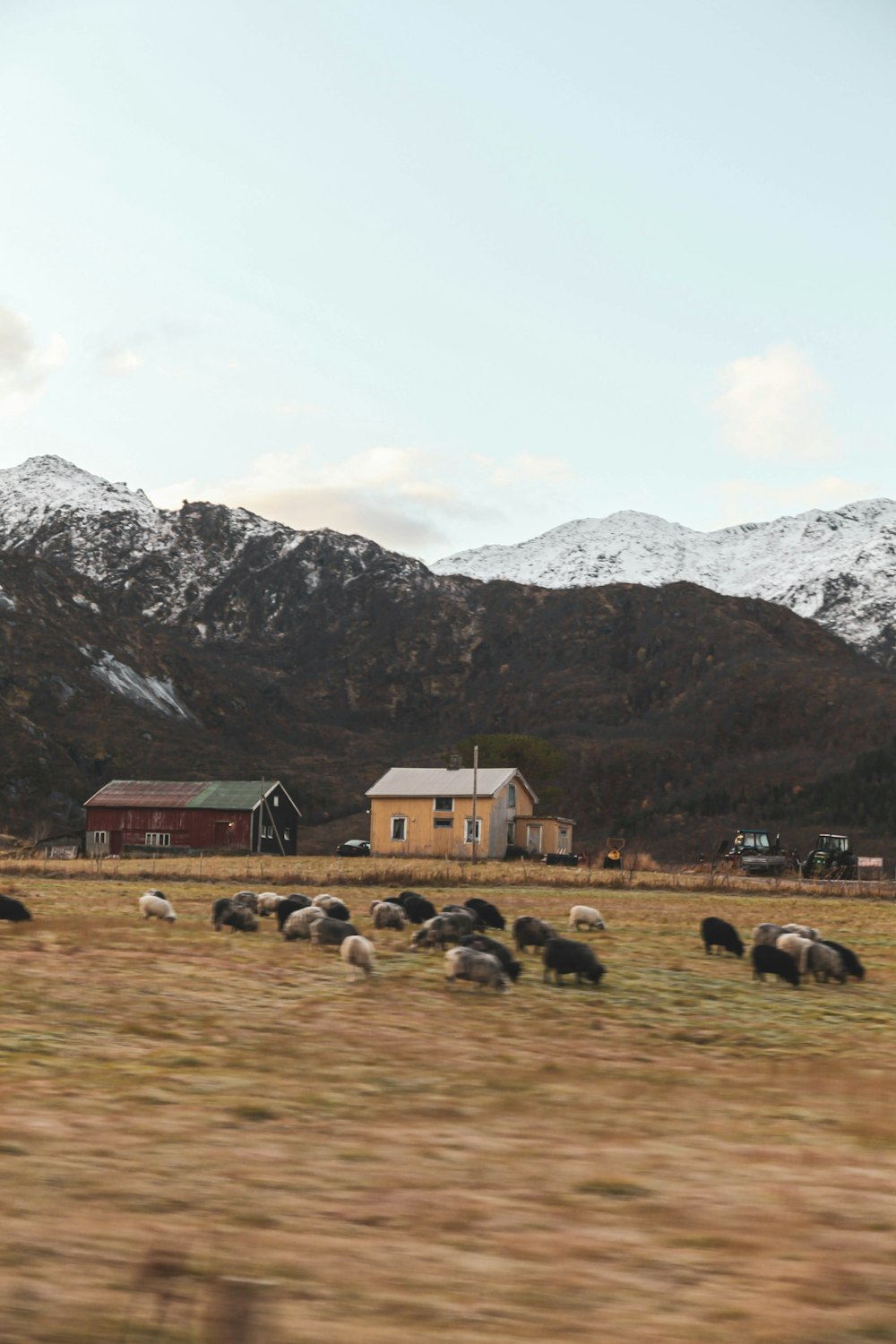 group of animals on brown fields during daytime