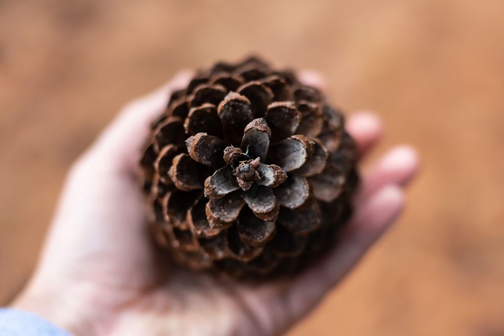 woman holding brown pine cone