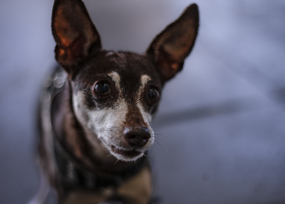 close-up photography of brown and white short-coated dog