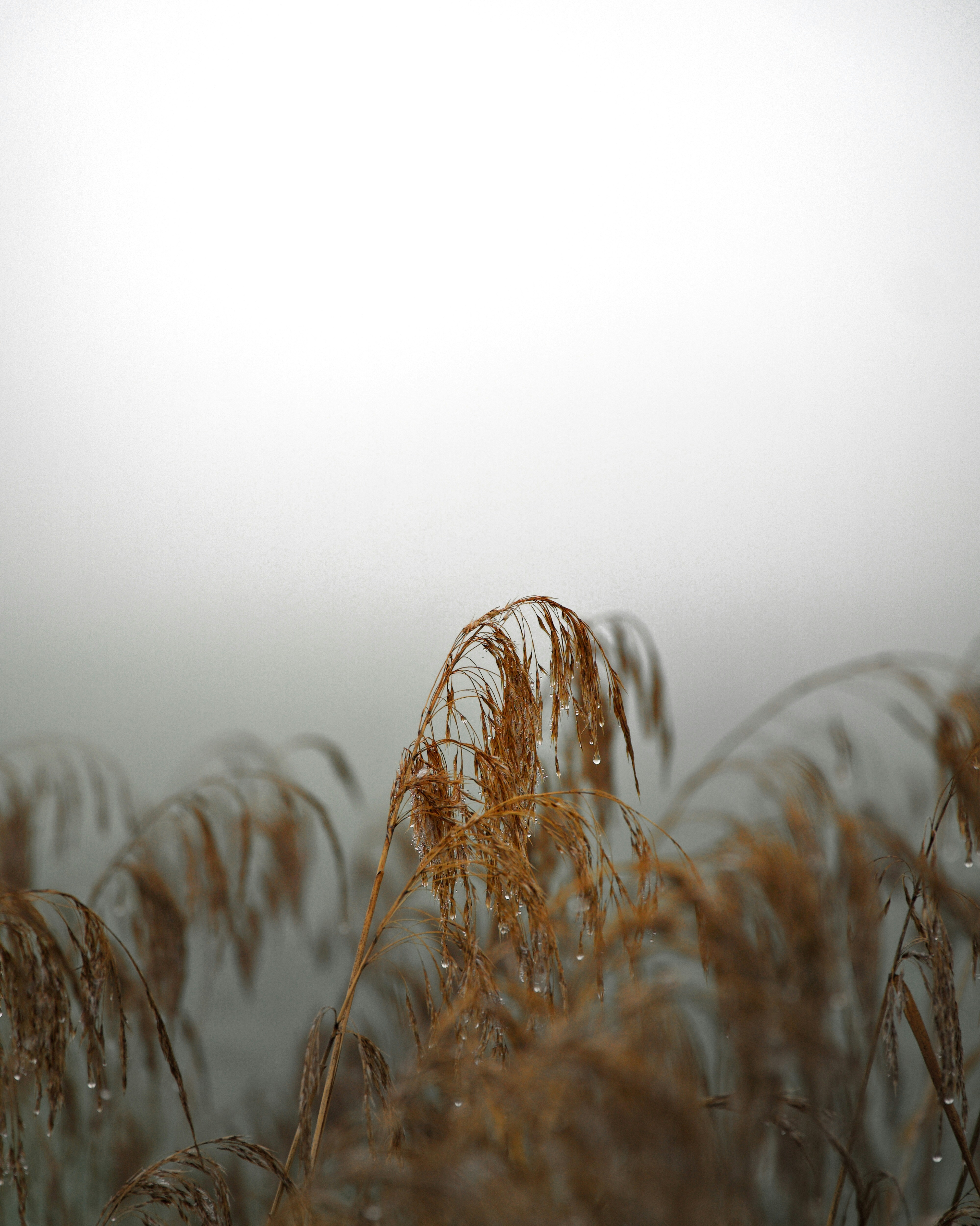 selective focus photography of brown plants during daytime