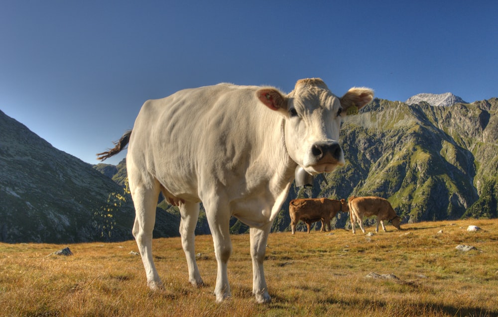 white cattle on field viewing mountain during daytime