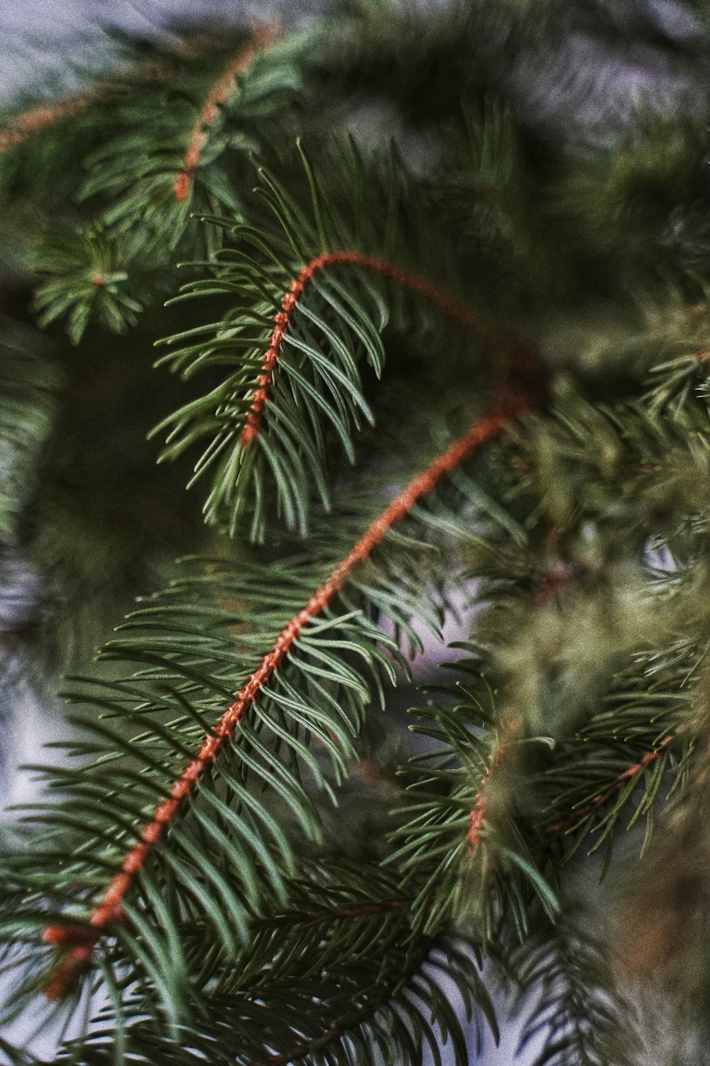 feuille verte