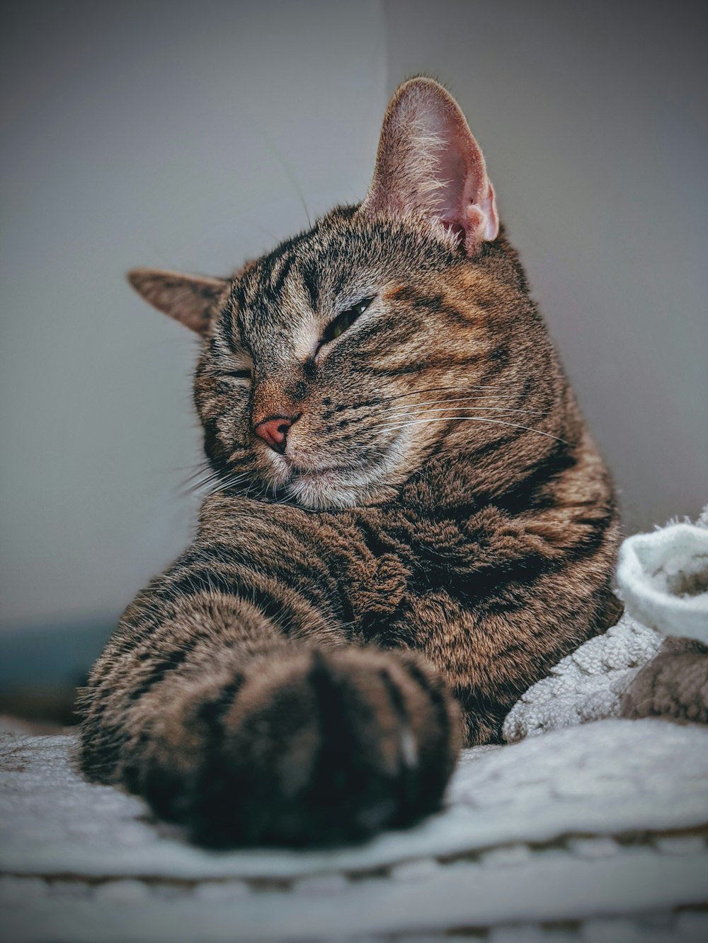 close up photography of grey tabby cat