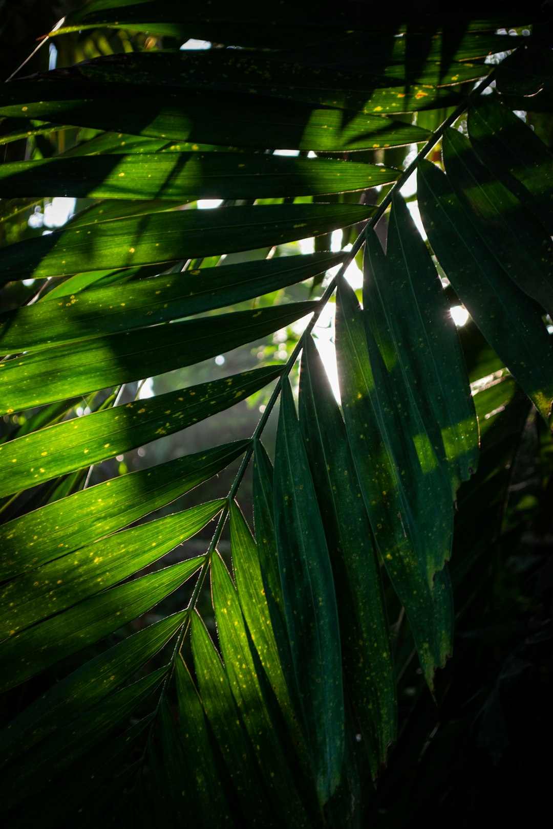 Sunshine flowing through leaves