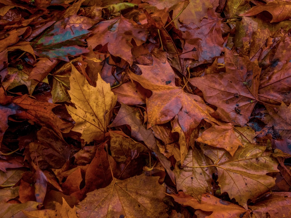 macro photography of orange maple leaves