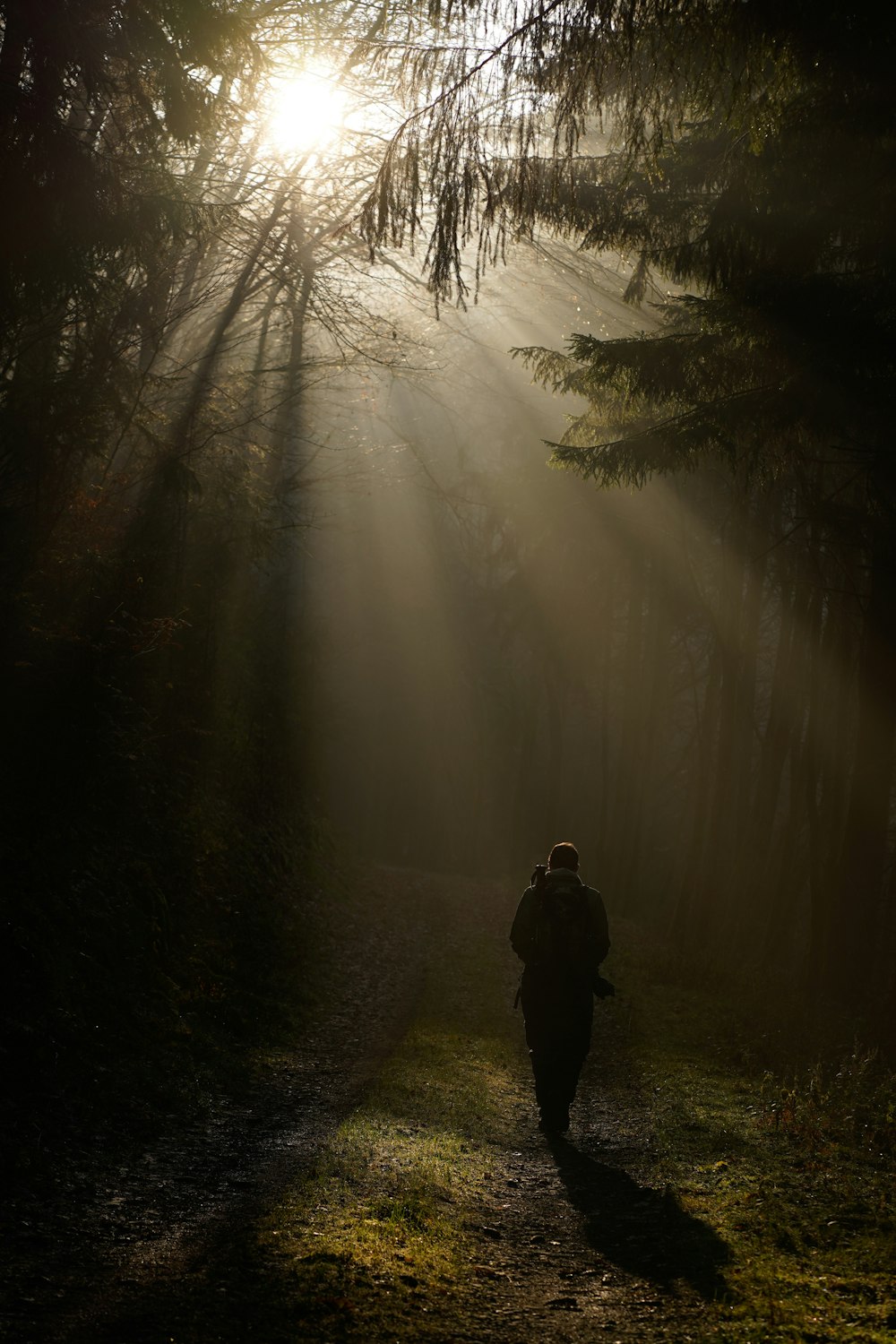 person walking in the middle of forest