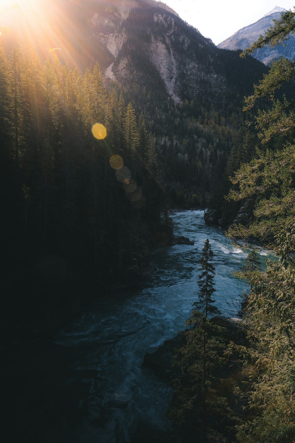 pine trees and river