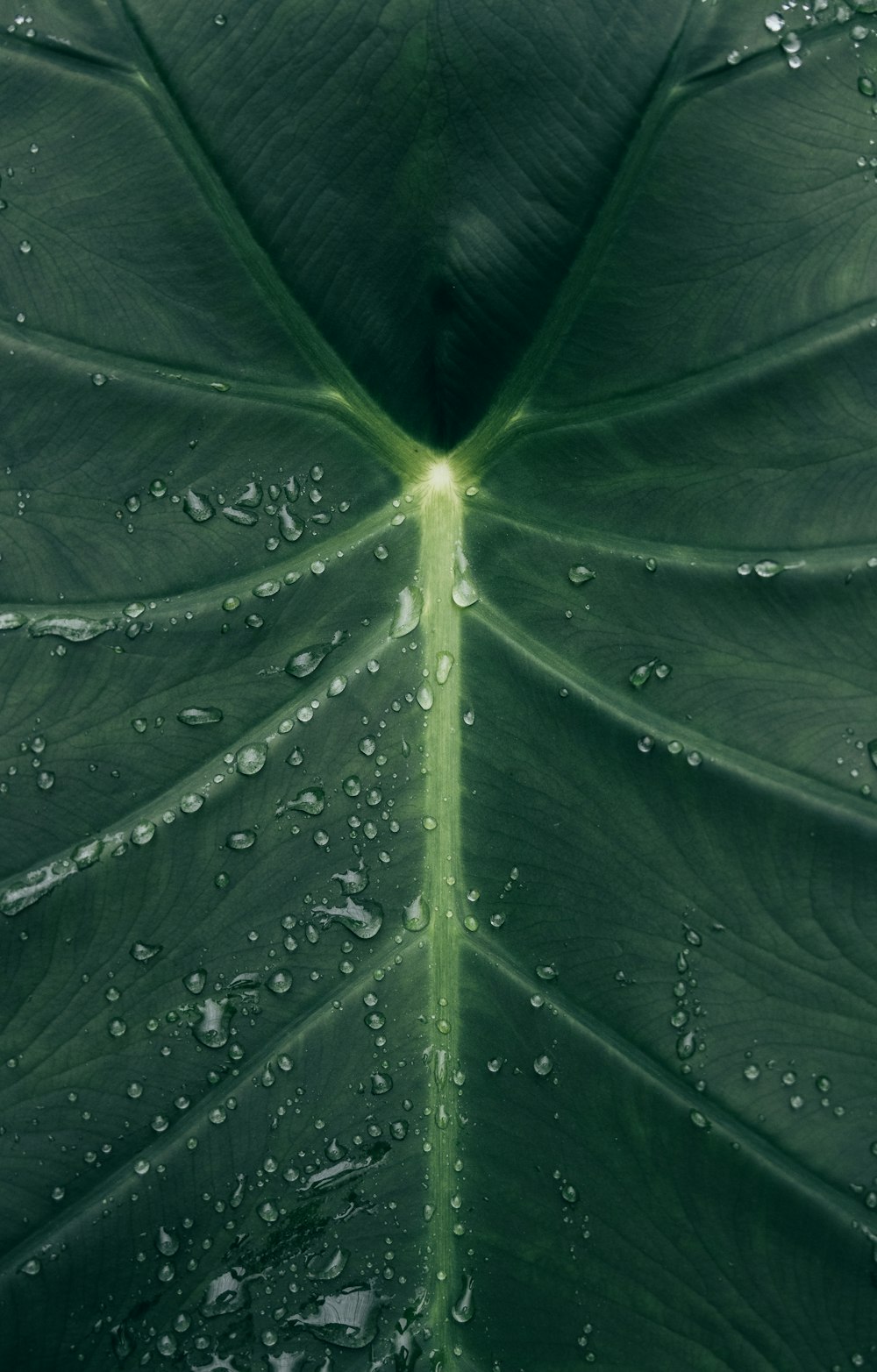 green leaf