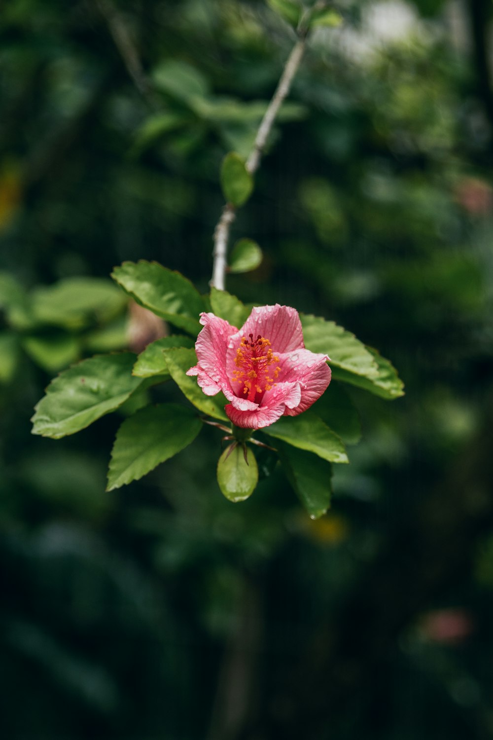 pink petaled flower