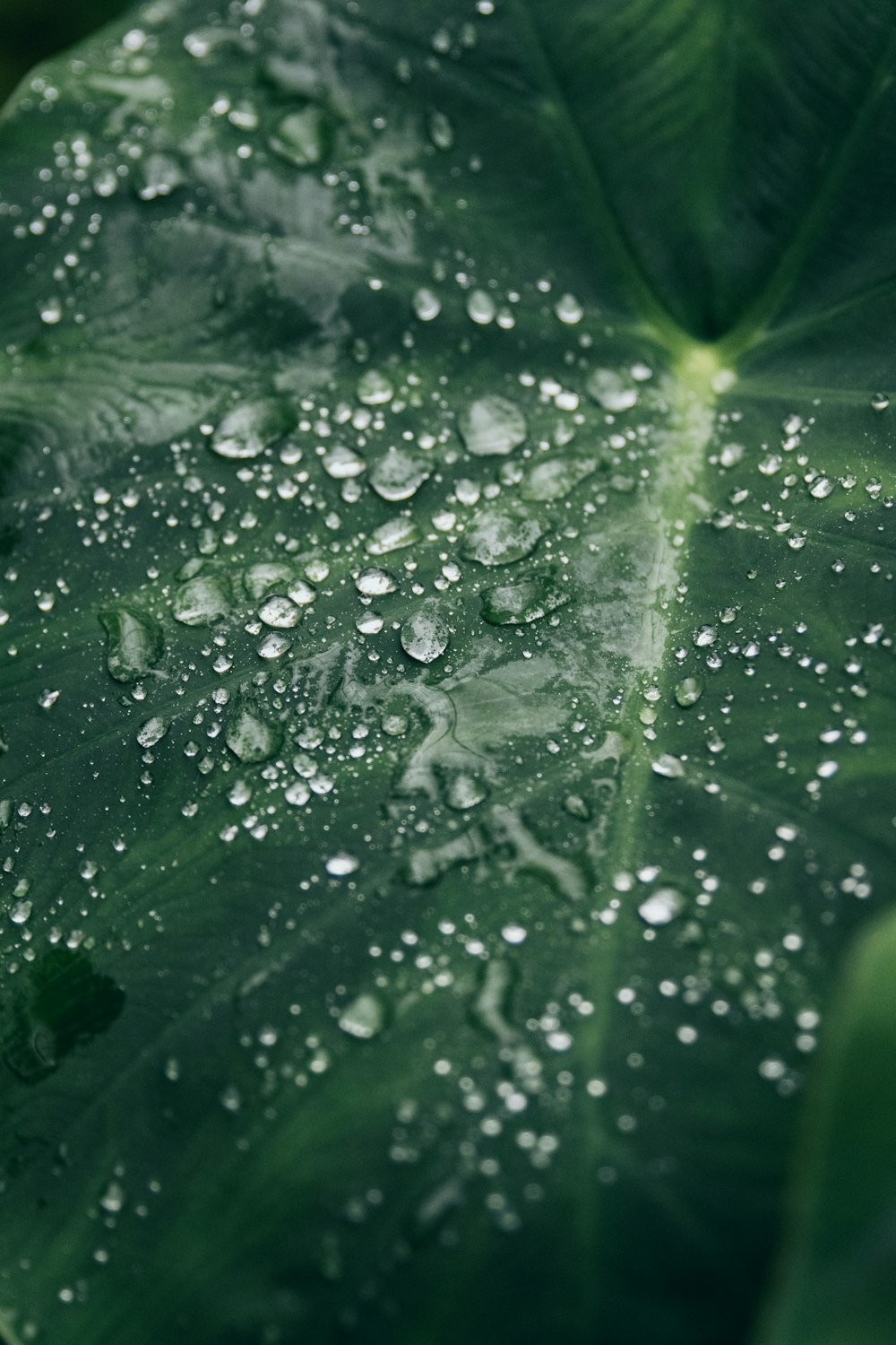 緑の葉に描かれた水滴のマクロ撮影