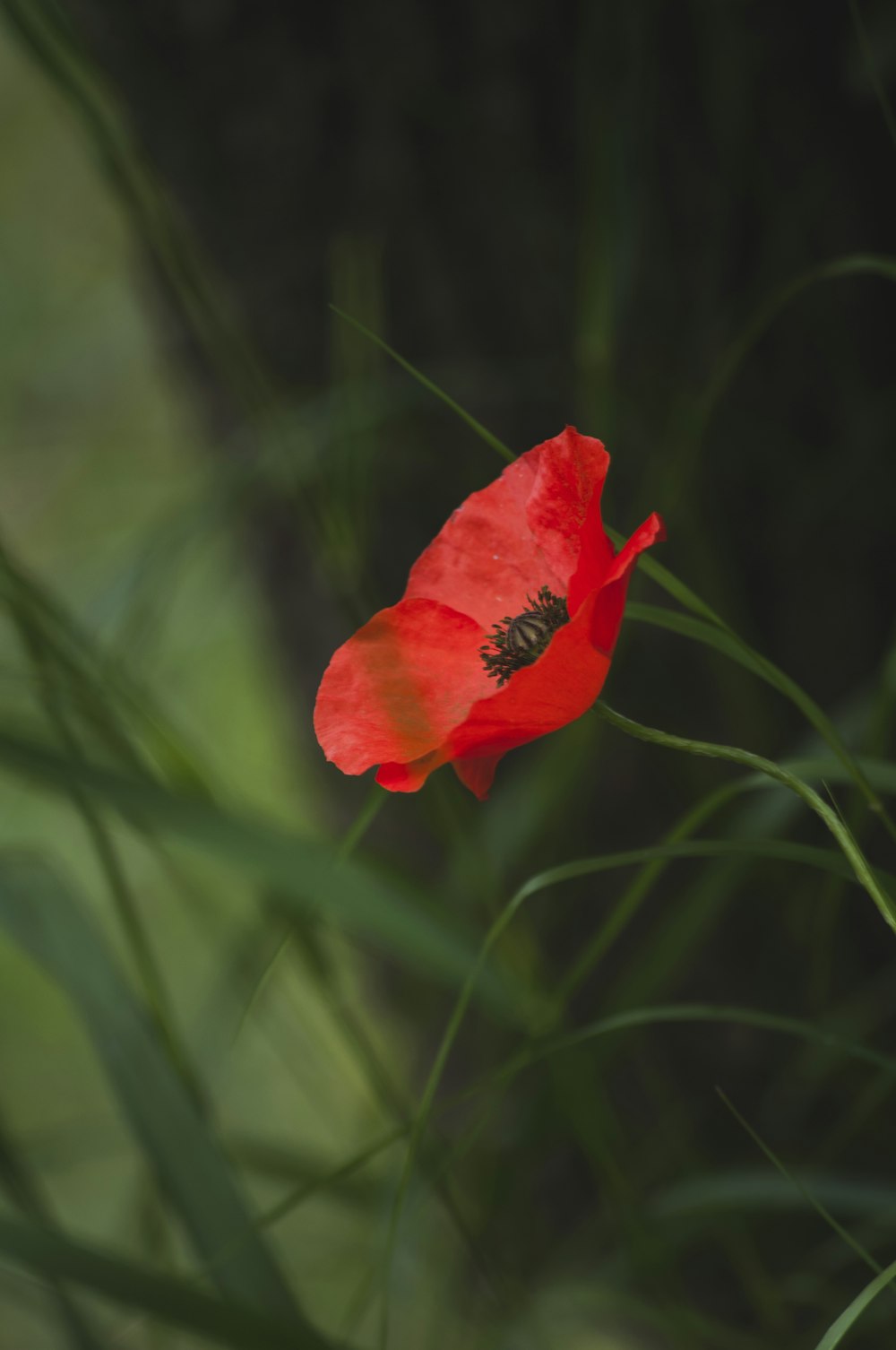 macro photography of blooming red poppy flower