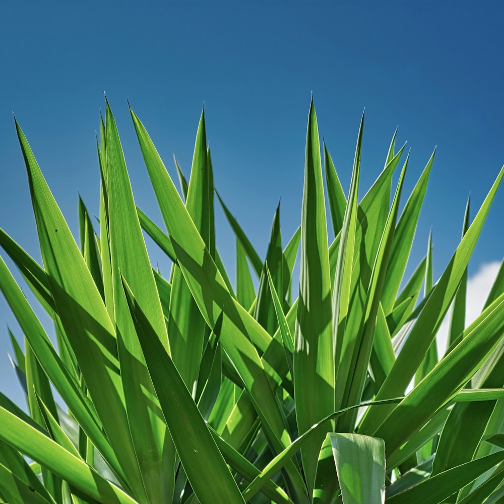 macro photography of green leaf plant