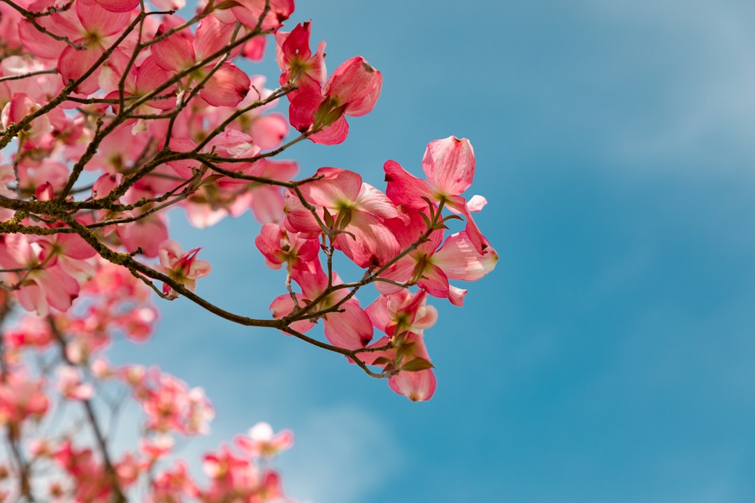 red Cherry Blossoms