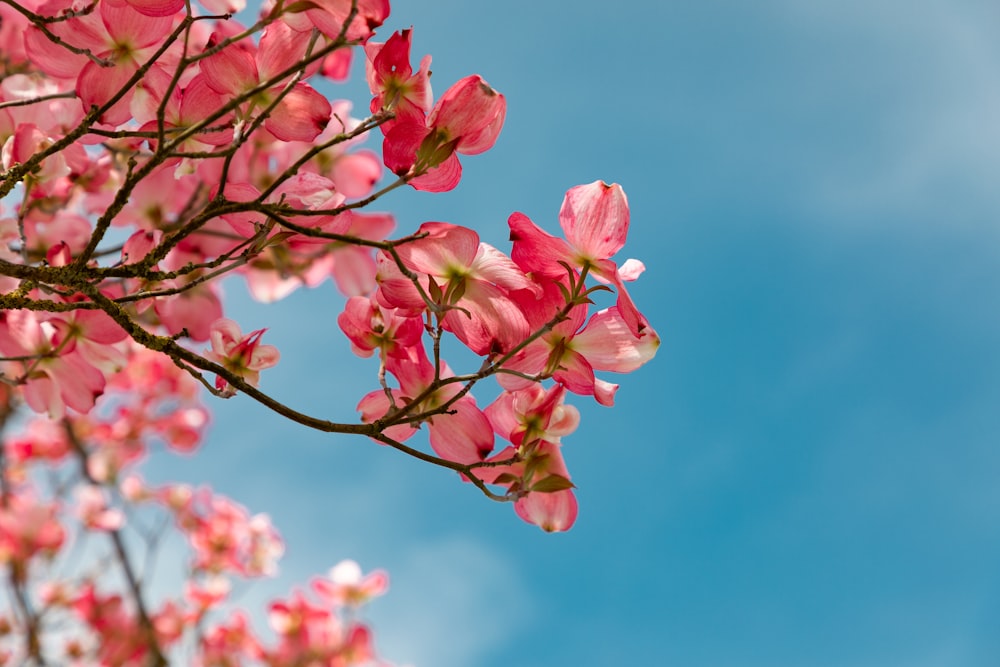 red Cherry Blossoms