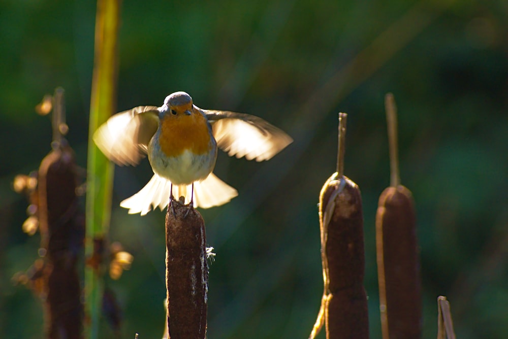 yellow and green bird