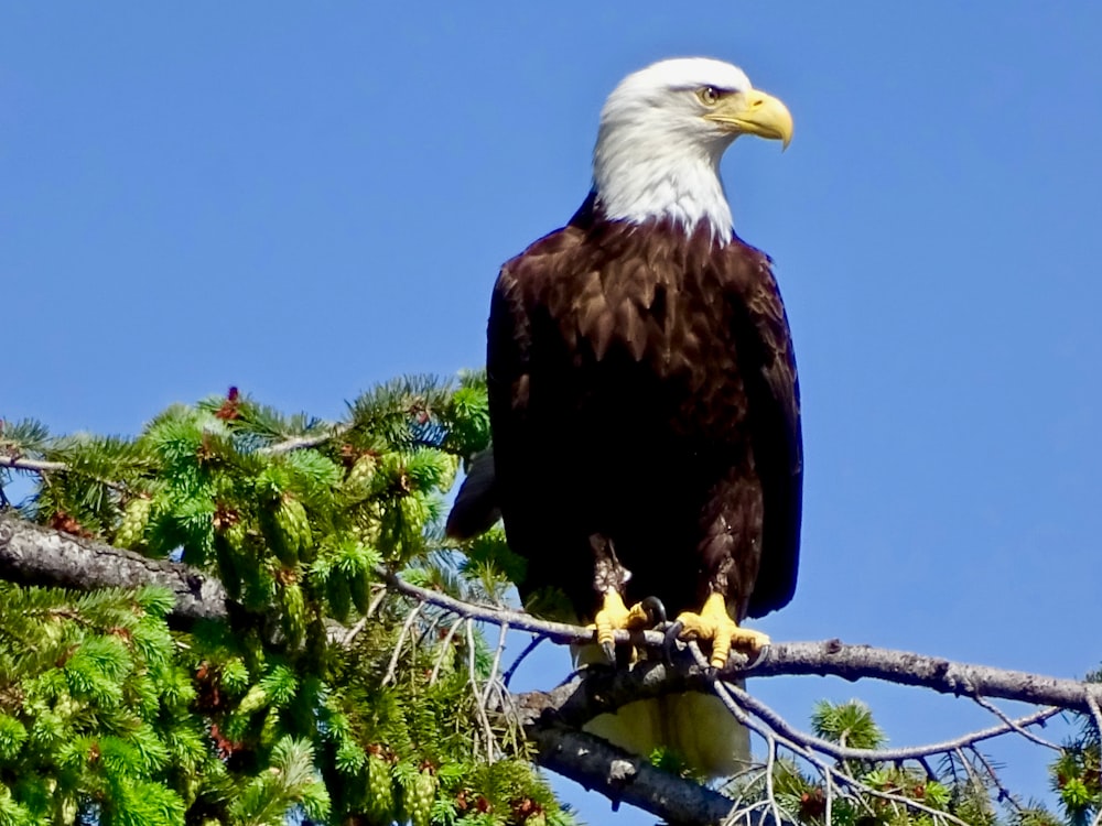 American bald eagle on tree branch during daytime