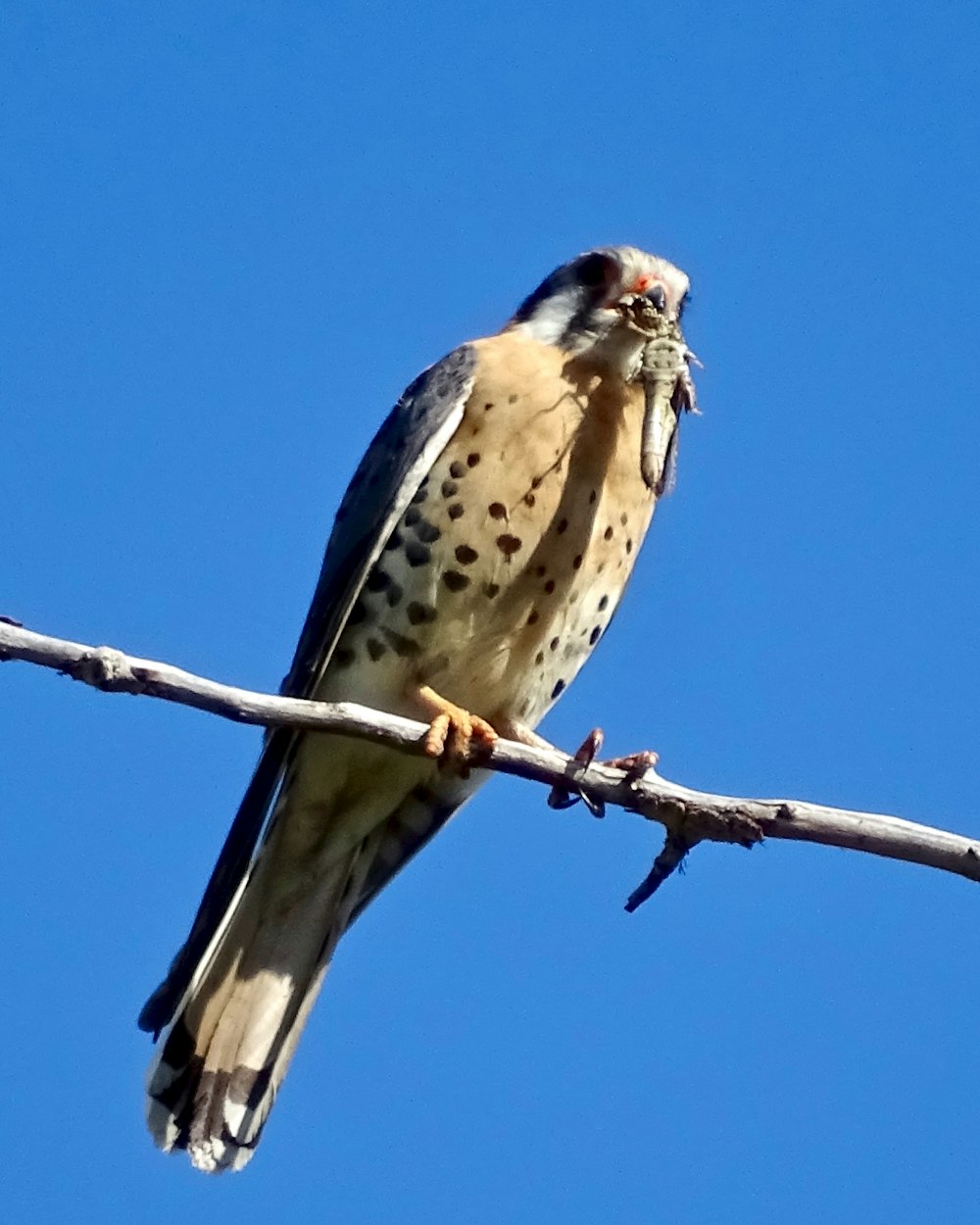 bird eating worm