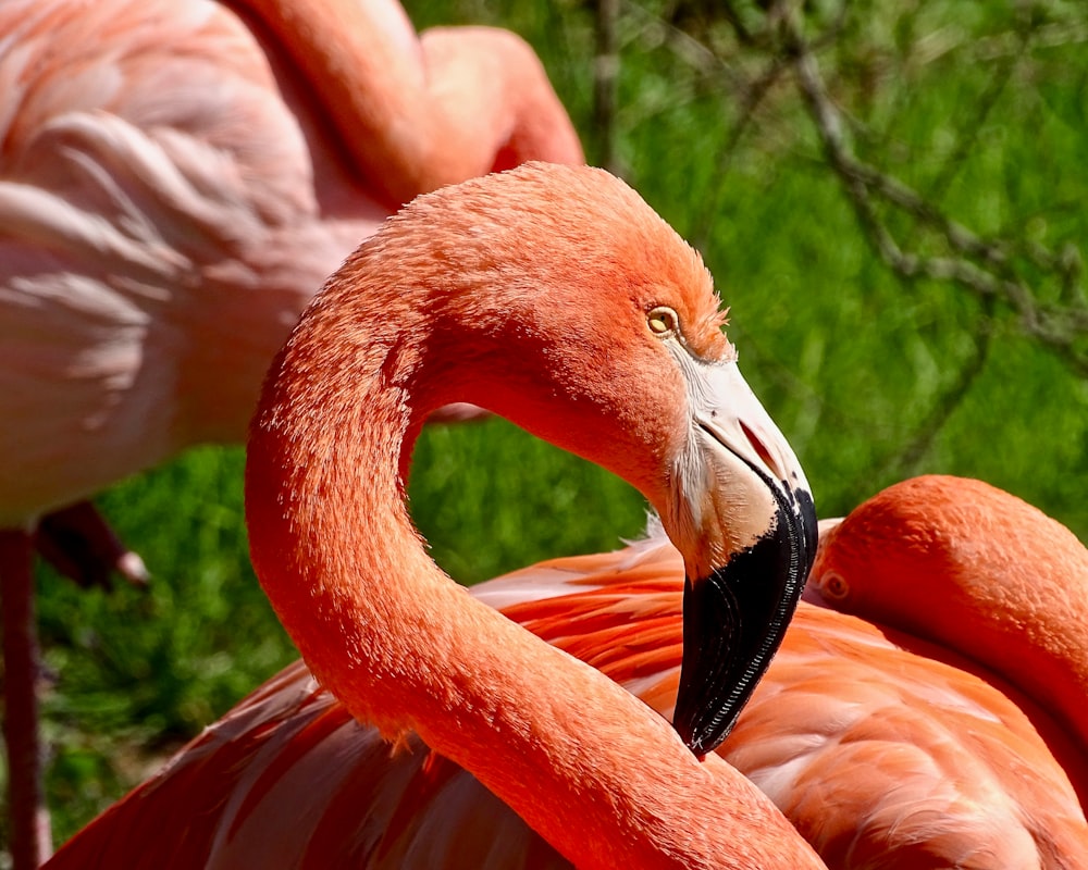 orange flamingos