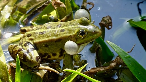 A frog with green and brown spotted skin sits among leafy vegetation near a body of water. Its vocal sacs are inflated, indicating it might be croaking.