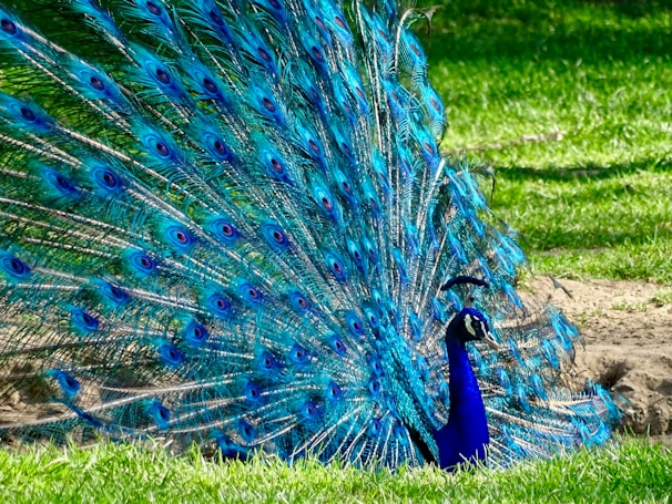 A vibrant peacock displaying its colorful feathers against a backdrop of trees.