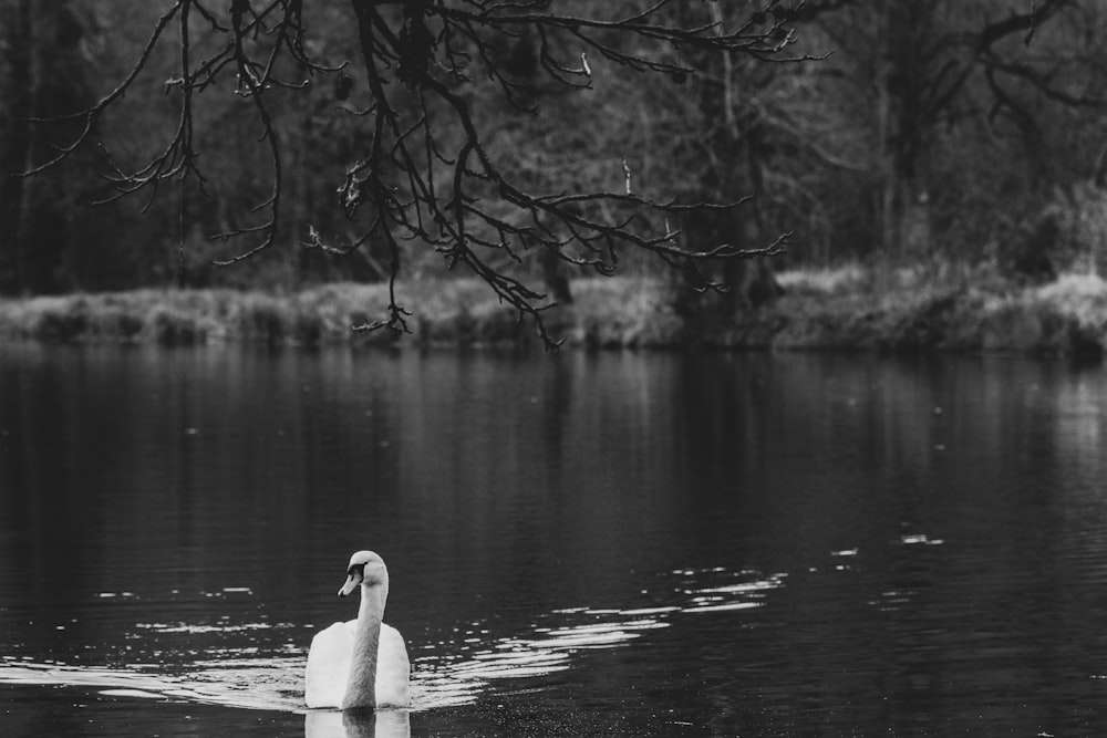 a swan is swimming in the water near a tree