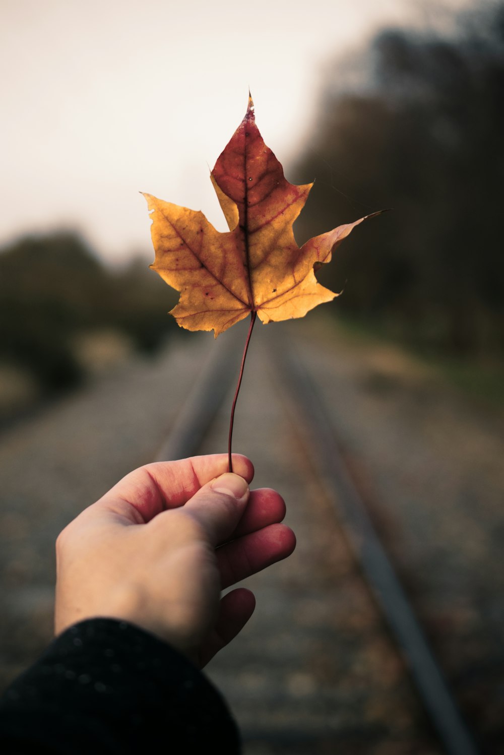 person holding brown maple leaf