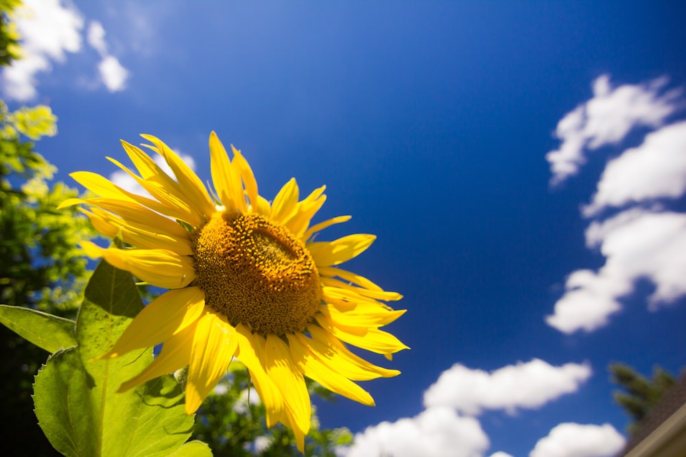 Sonnenblumen-Blume