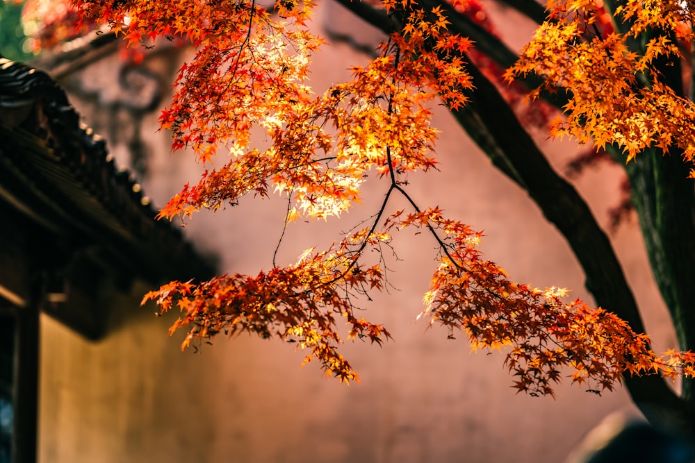 arbres jaunes et oranges