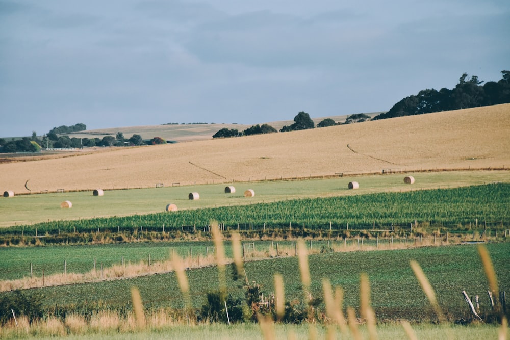 hay rolls on grass field during day