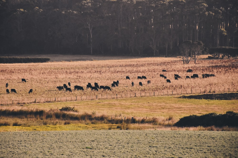 herd of animal running on plant field