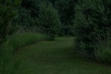 A scenic view of a lush green forest trail.