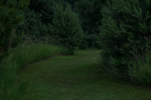 A scenic trail running path surrounded by lush greenery.