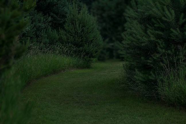 A scenic view of a lush green forest trail.