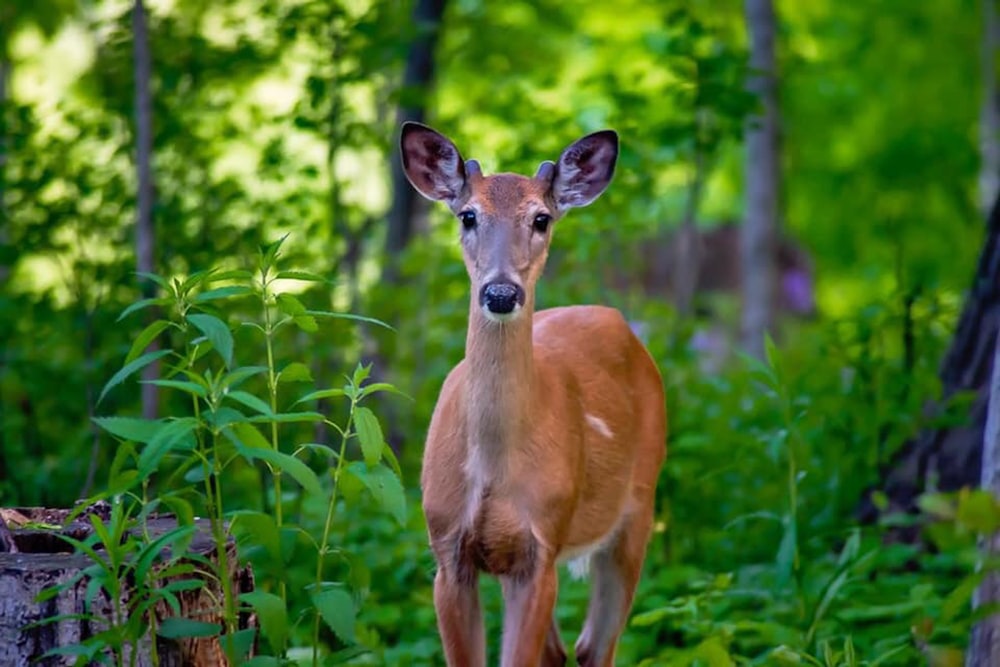 a deer standing in the middle of a forest