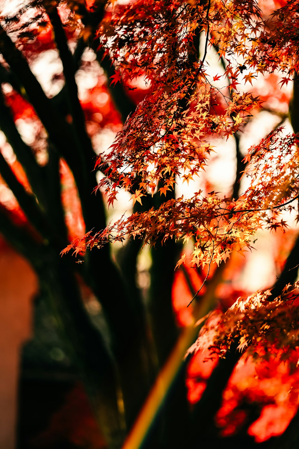 arbres à feuilles rouges